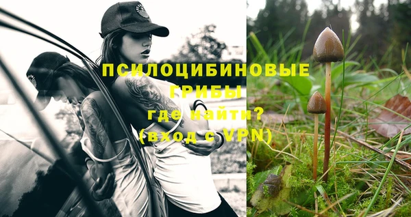 гашик Дмитров